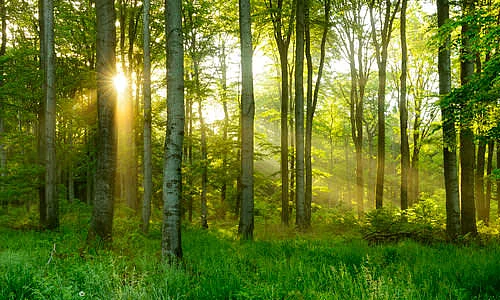 Nachhaltigkeit und Klimaschutz werden bei Der Treppenlift großgeschrieben. Nachhaltigkeit bei Der Treppenlift